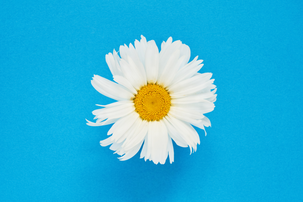 image of a white daisy on a blue background