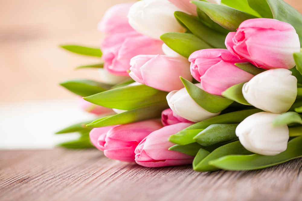 A bouquet of pink and white tulips
